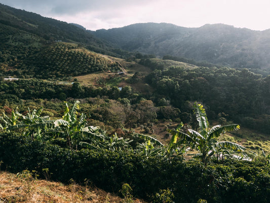 Why are coffee prices are on the rise?