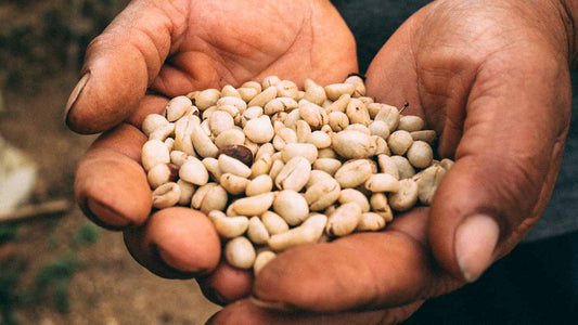 Colombian speciality coffee