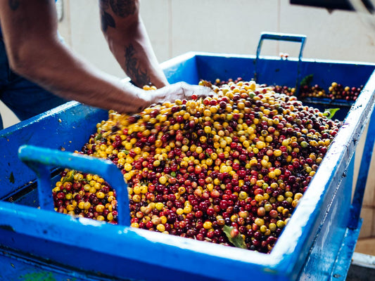 Coffee of the month - Costa Rica Black Honey