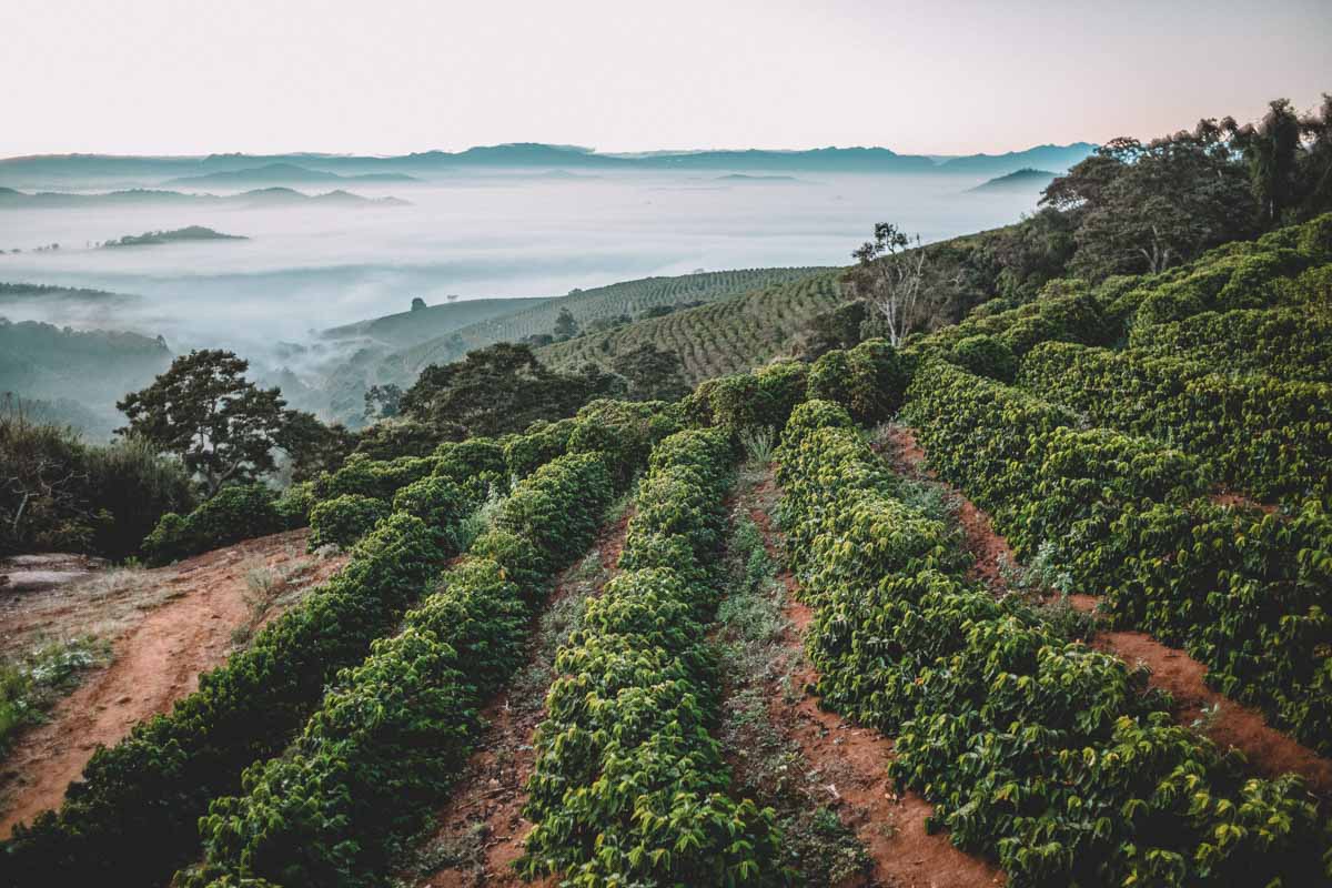 Brazil coffee farm