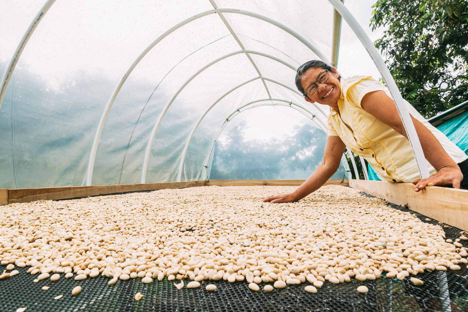 San Lorenzo coffee farm in Colombia