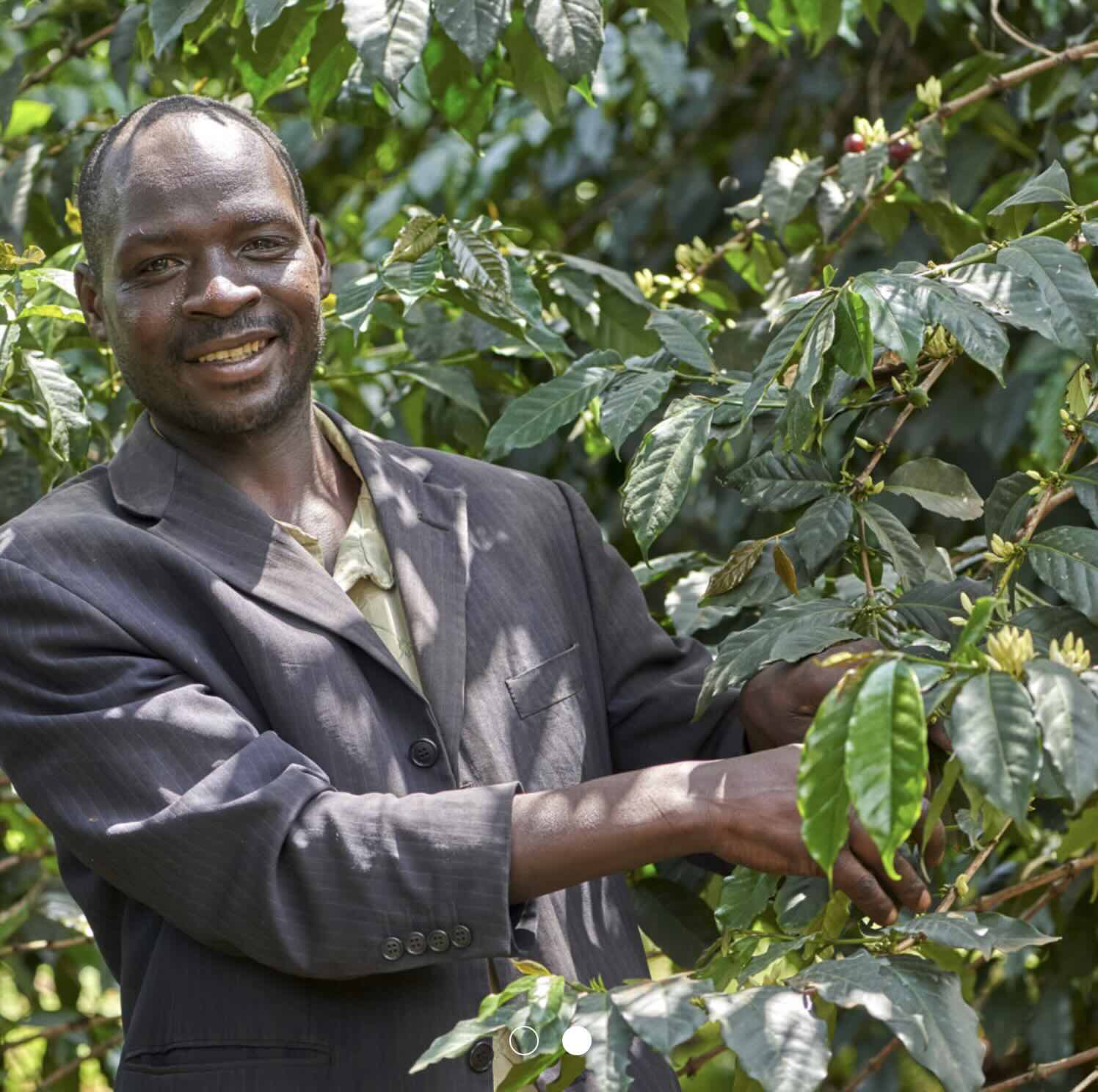 Man in a suit standing among coffee trees with green leaves and coffee cherries.