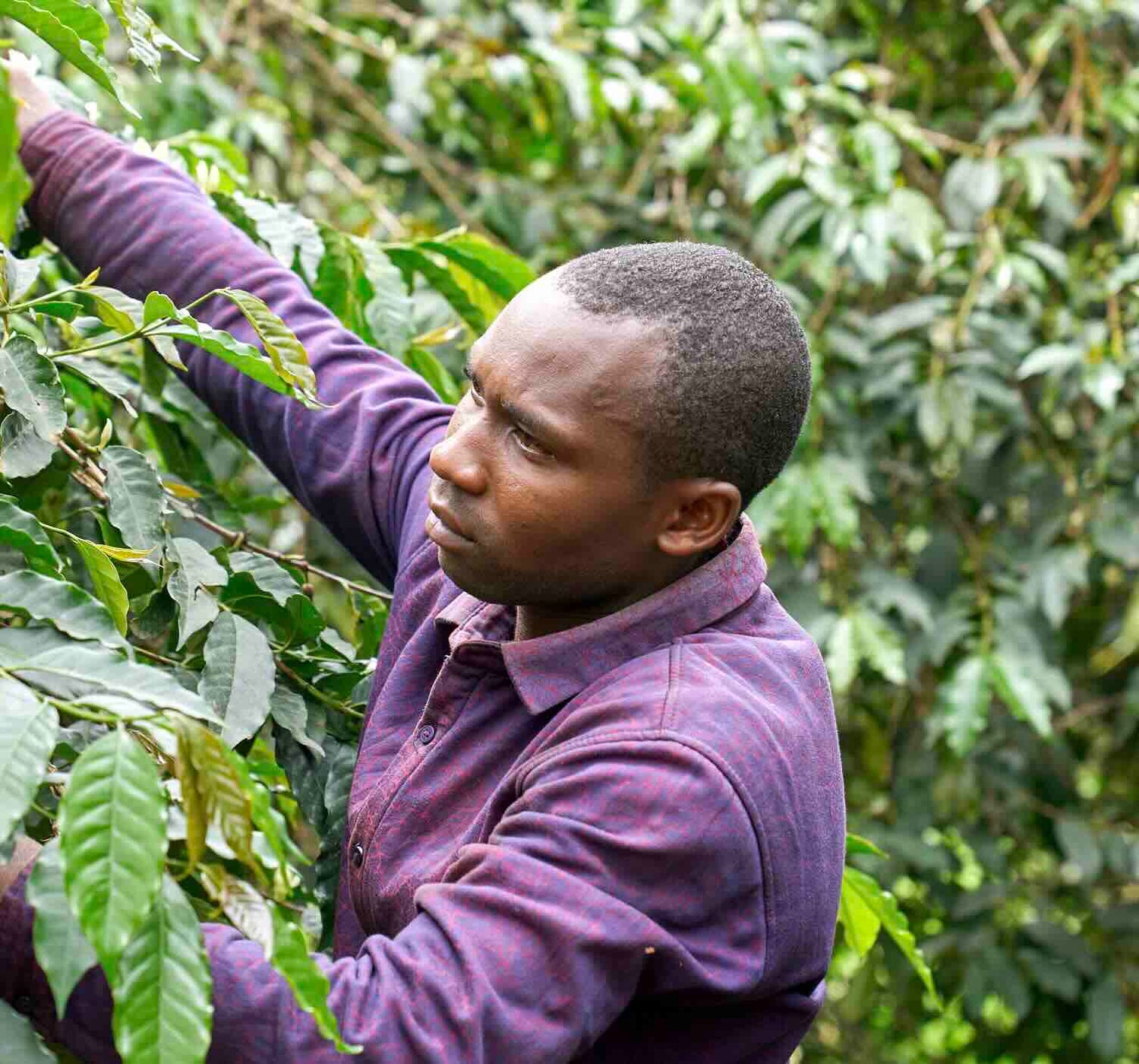 Man picking coffee beans from a coffee plant in a lush green environment