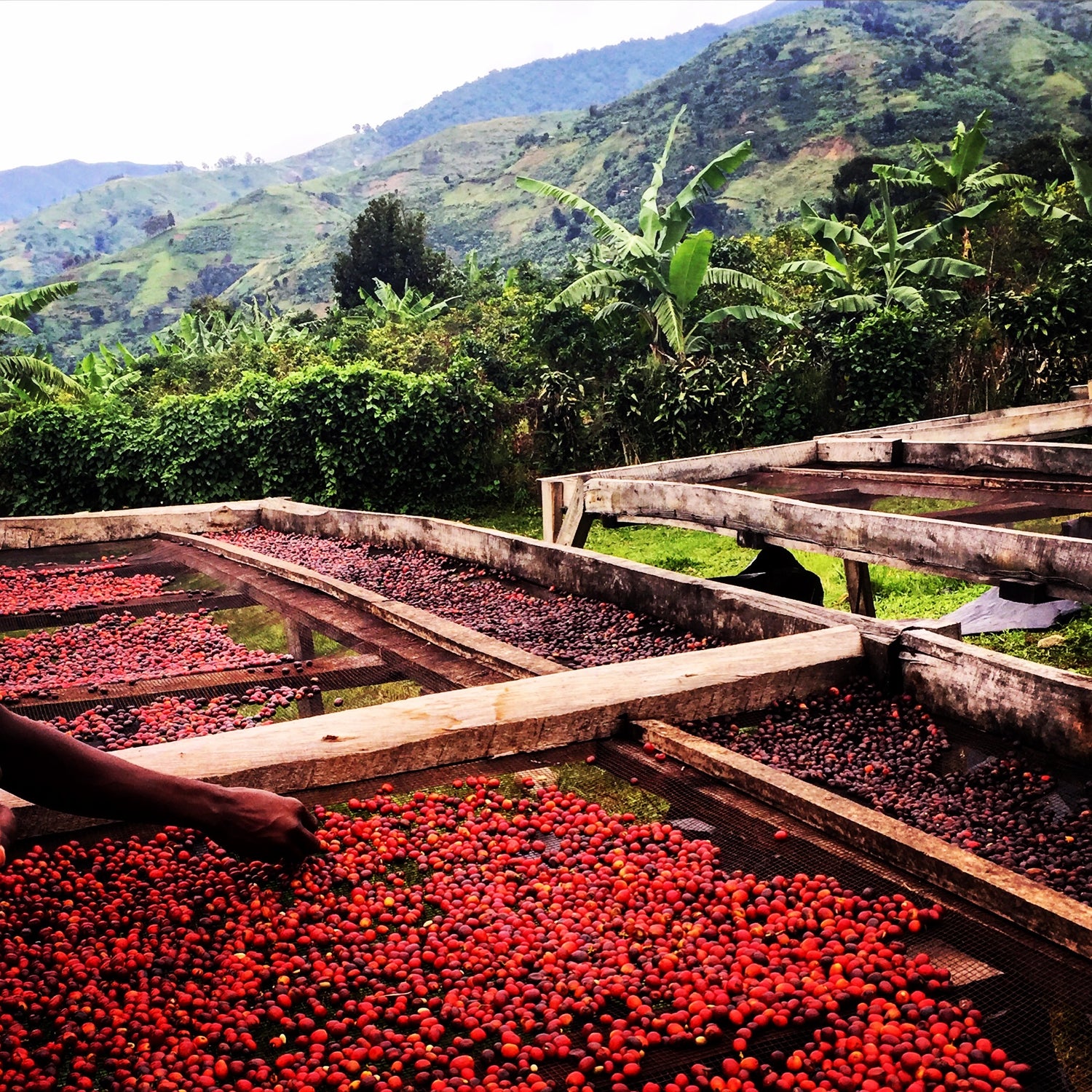 Red coffee cherry drying on wooden trays with a scenic background of green hills and trees.
