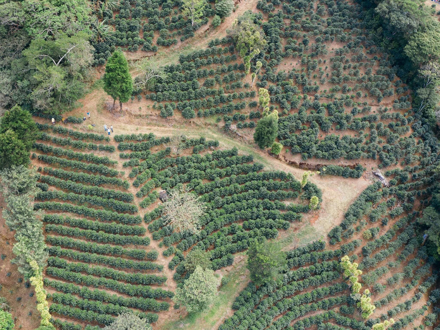 Costa Rica El Mirador Farm