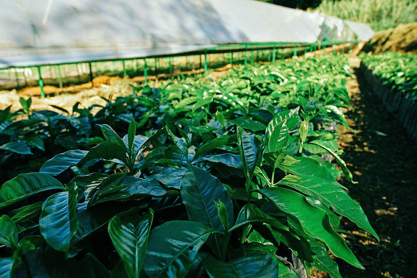 Nicaragua La Bastilla Coffee trees