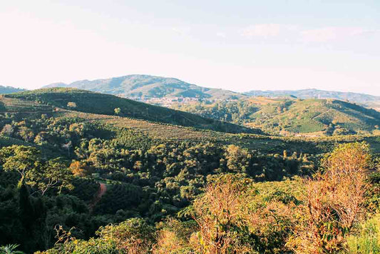 Brazilian coffee production at Paraiso farm