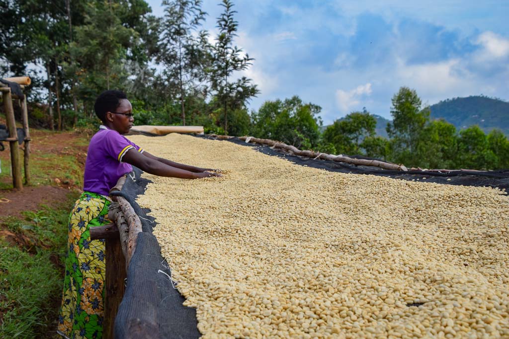 Burundi Coffee drying on tables