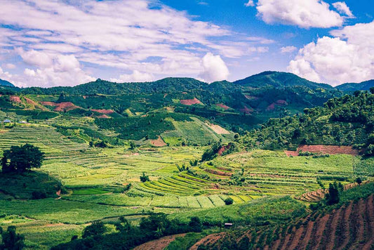 China Coffee in Lafu, Yunnan