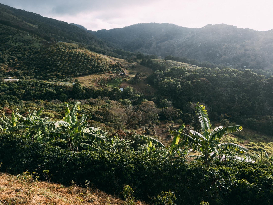 Why are coffee prices are on the rise?