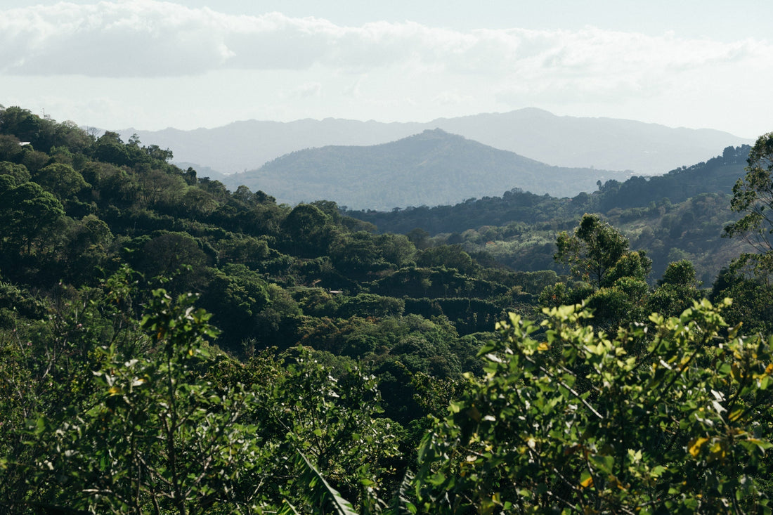 Colombia Striped Bourbon coffee farm