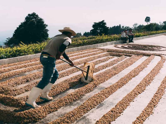 Costa Rica La Isla coffee farm coffee drying