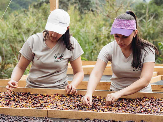 Costa Rica Coffee drying at La Karola