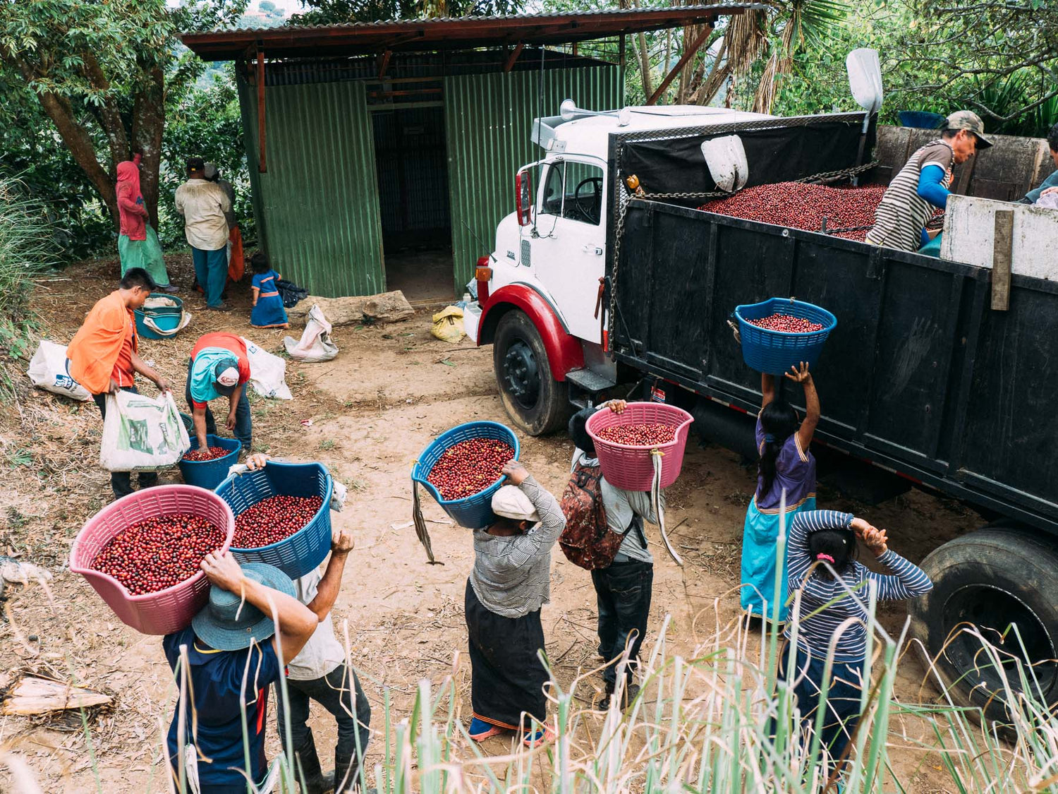 Coffee of the month Costa Rica San Juanillo Natural Horsham Coffee