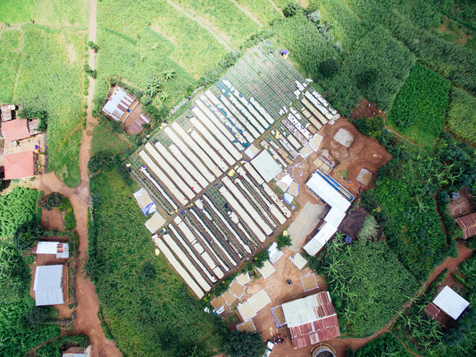 Rwanda Karisimbi Coffee - DJI Drone