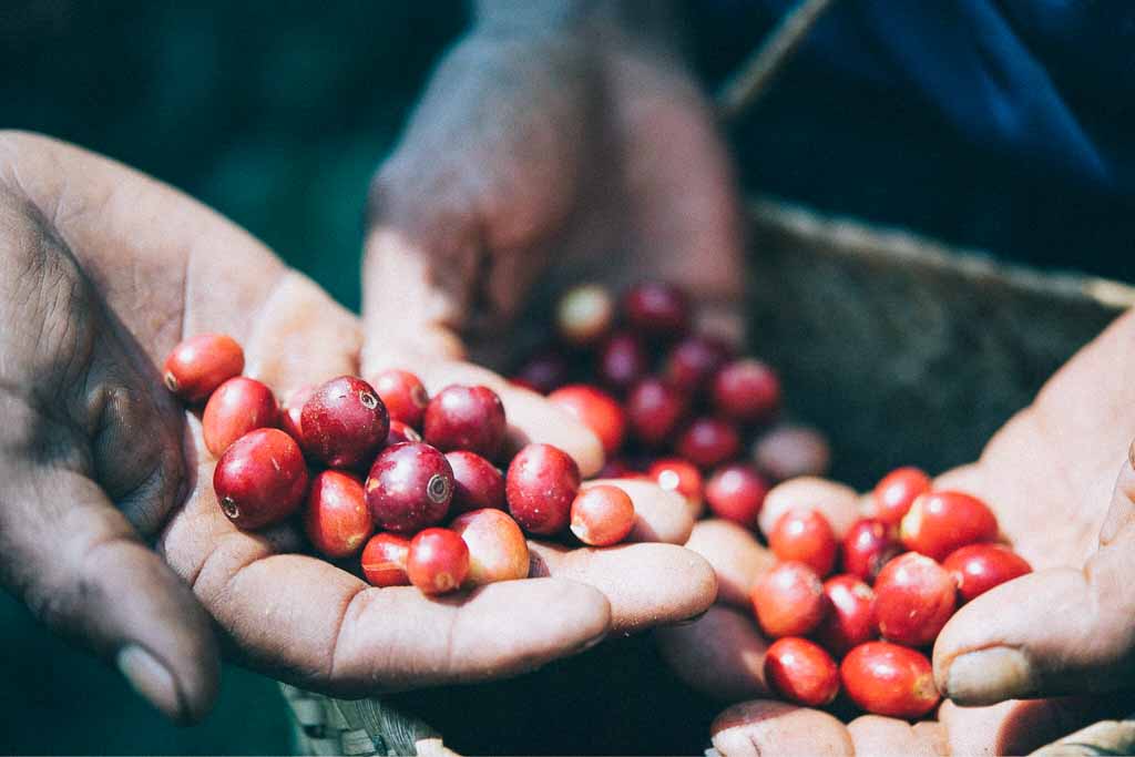 Coffee of the month - East Timor Duhoho Farmers Community
