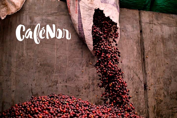 El Salavdor coffee cherry