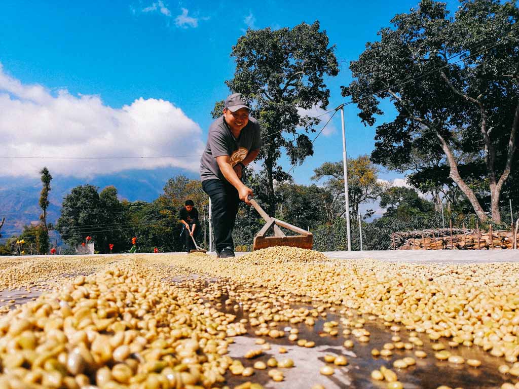 Guatemala Coffee of the month