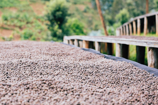 Free Rwanda Liza Anaerobic natural this weekend!