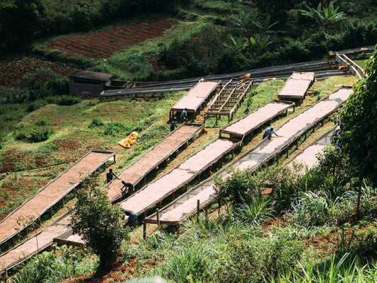 Kenya Kangunu coffee drying tables