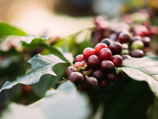 Kenya AA coffee