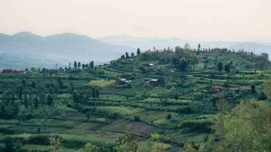 Rwanda Coffee Farms