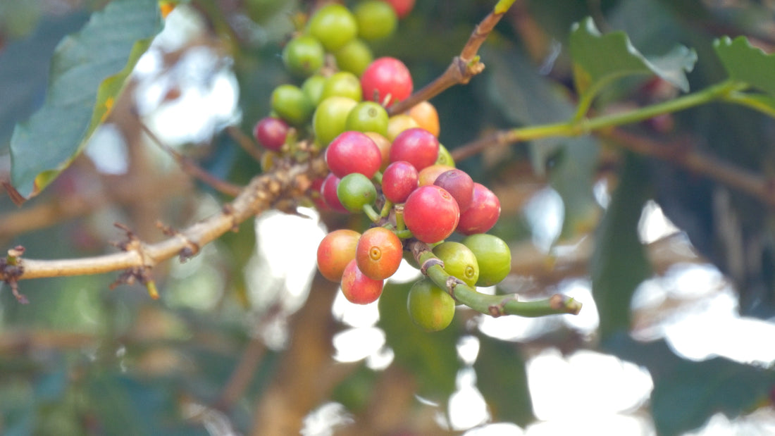 Zambia Kachipapa farm - Coffee of the month