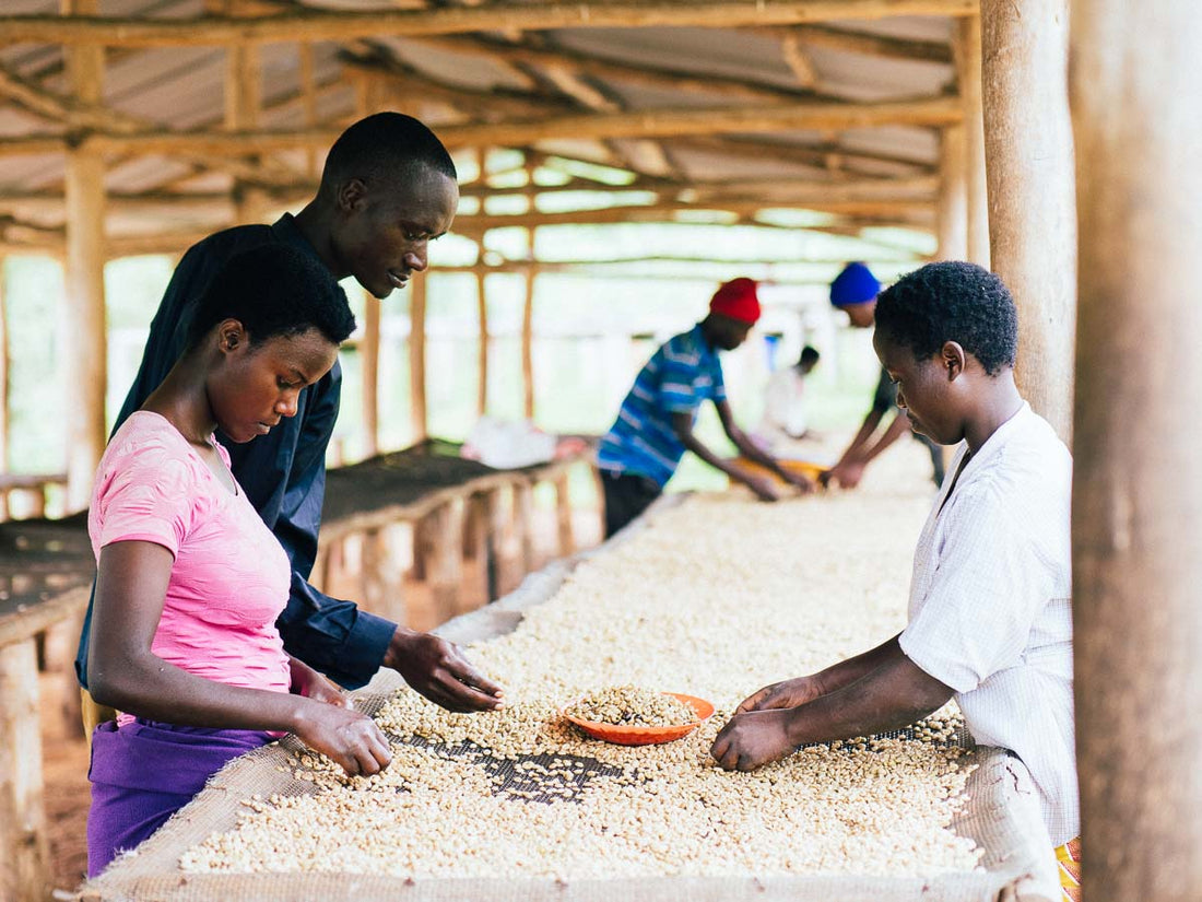 Rwanda Coffee 