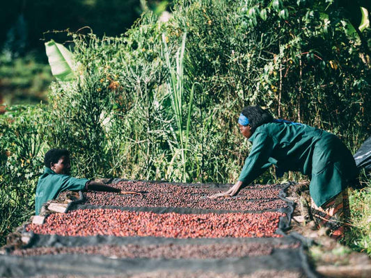Rwanda natural processed coffee