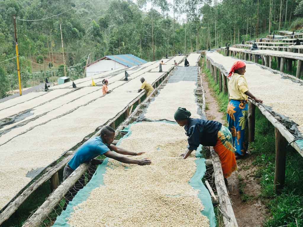 Rwanda coffee drying on tables