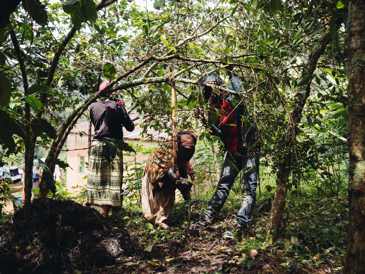 Rwanda Intango - Coffee of the month – Horsham Coffee Roaster