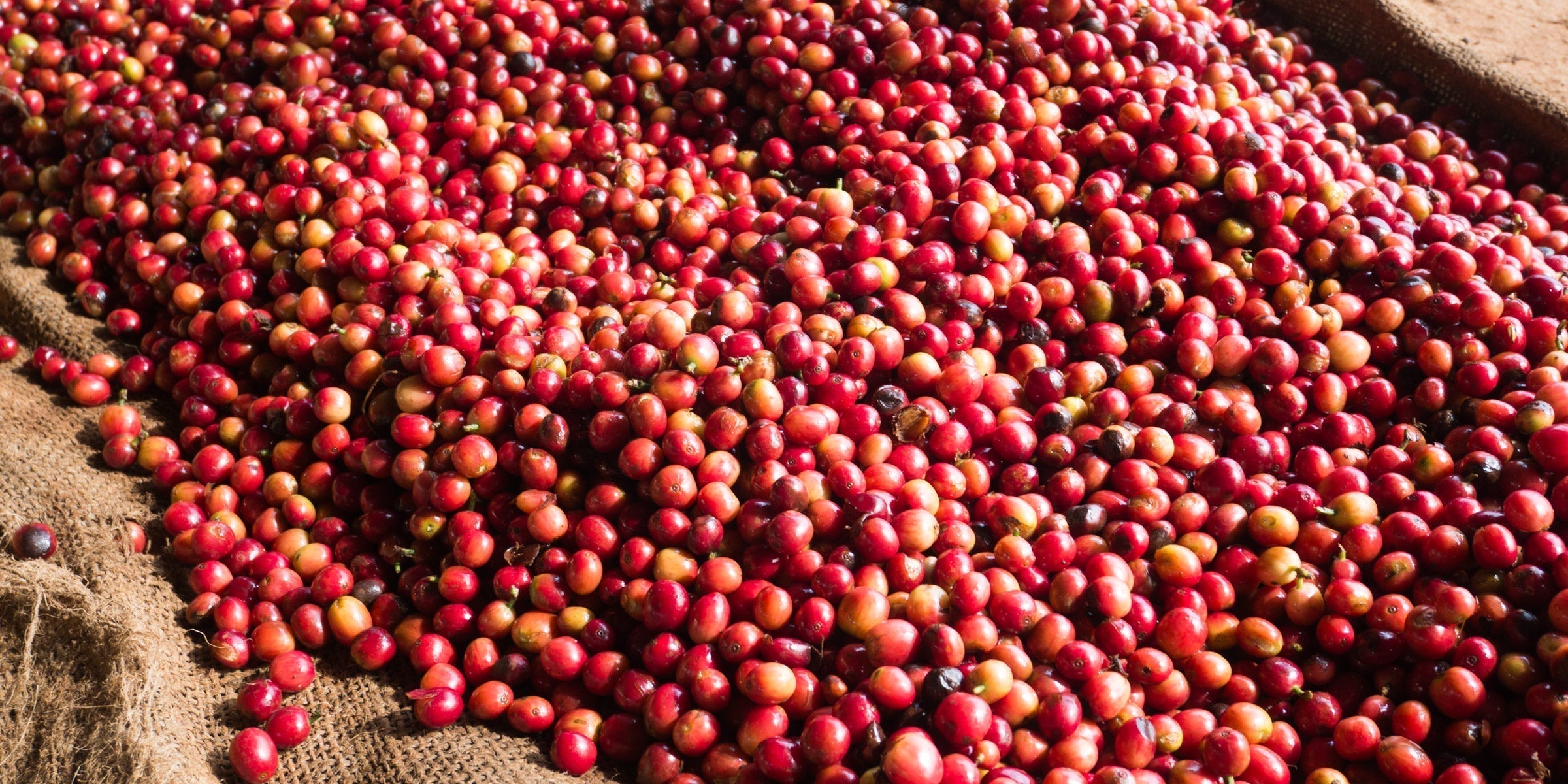 Sudan Rume Coffee: The Rare Wild Arabica Varietal | Horsham Coffee Roaster