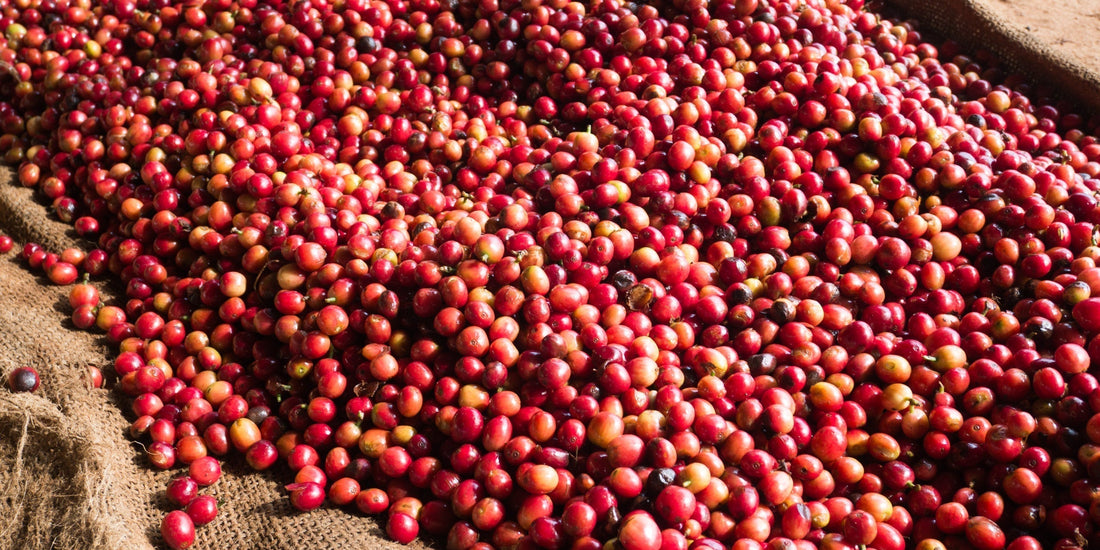 Sudan Rume coffee cherry