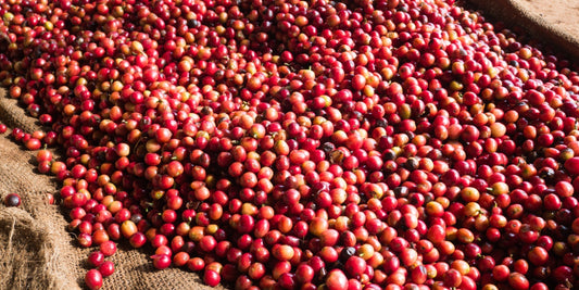 Sudan Rume coffee cherry
