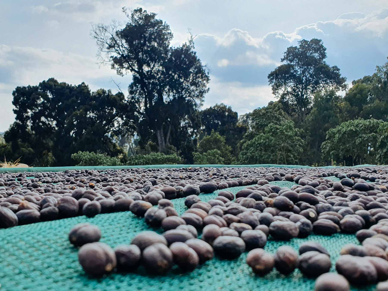 Ethiopia Damo coffee drying on tables