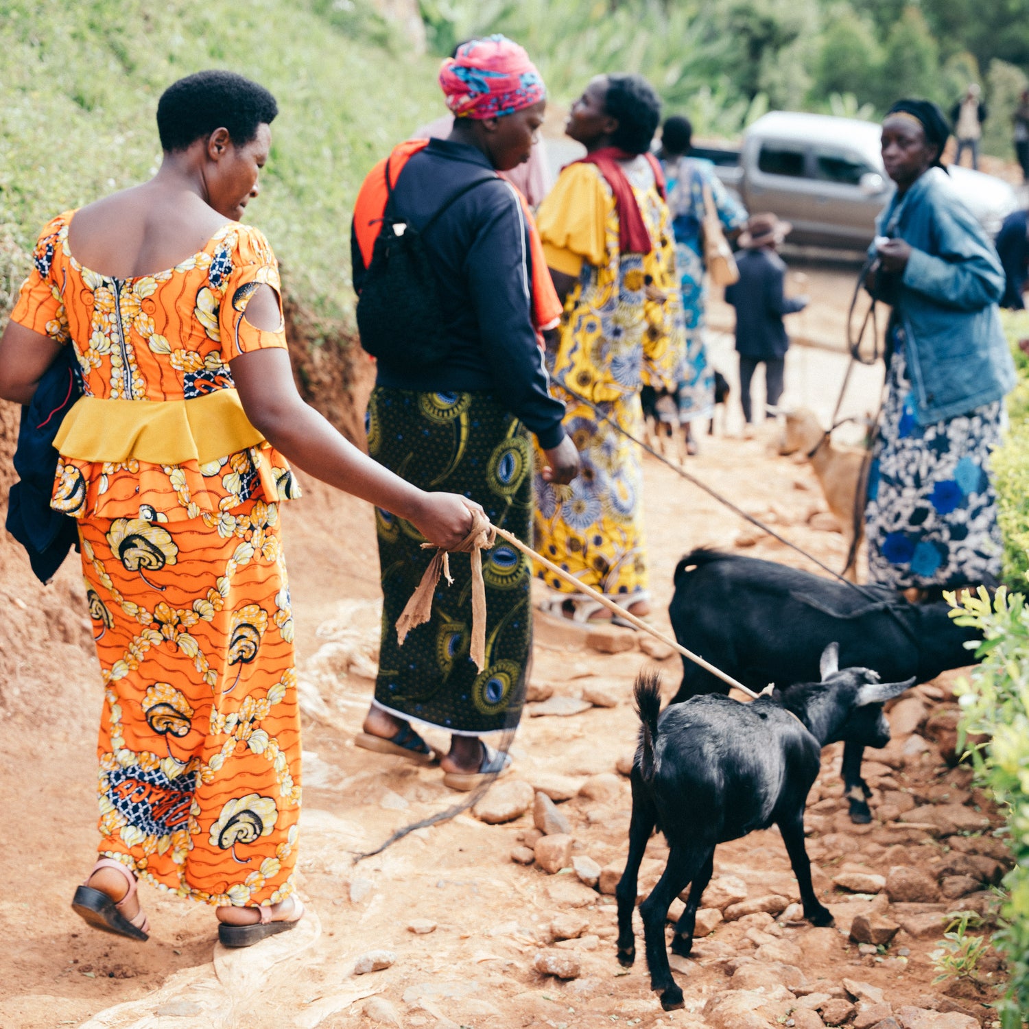 People walking along a dirt path with goats in a rural setting