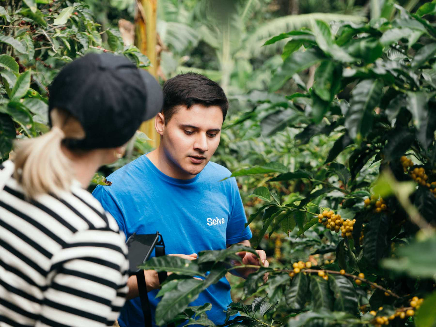 Two people examining coffee plants in a lush green environment