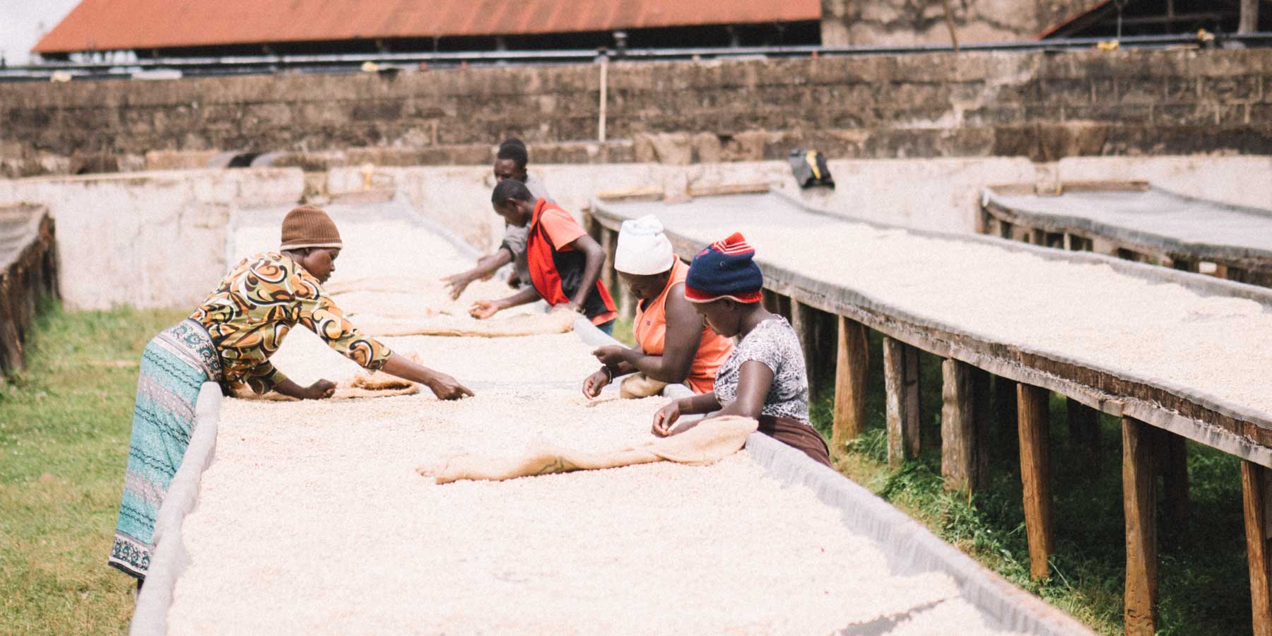 Kenya coffee processing