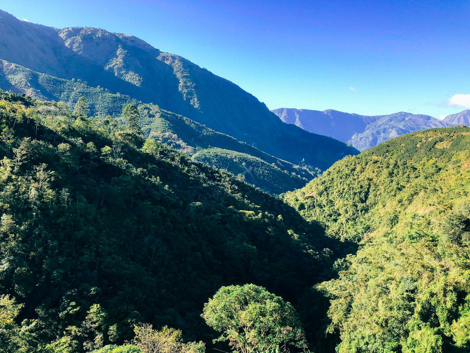Valley with lush greenery and mountains under a clear blue sky