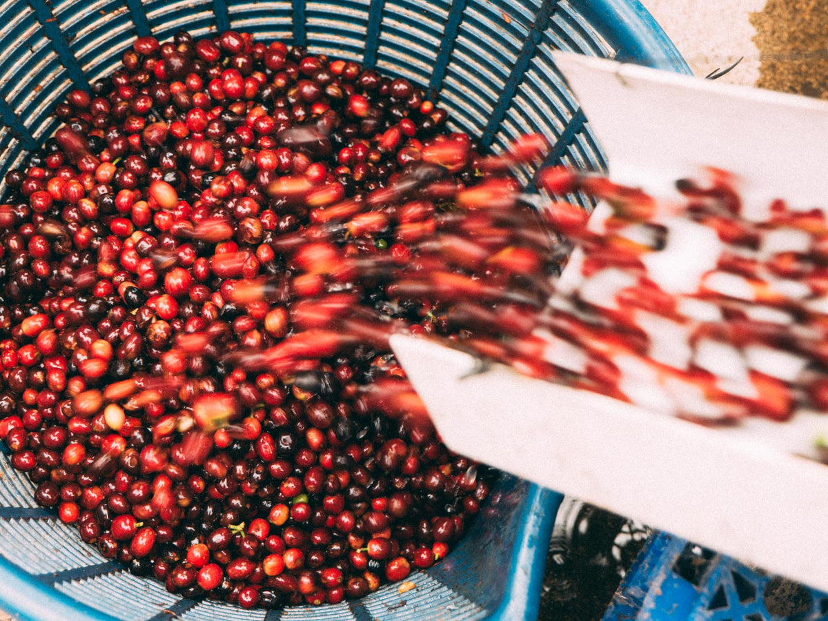 Fresh red coffee cherries being washed and poured into a blue plastic basket, with a white tray also visible.