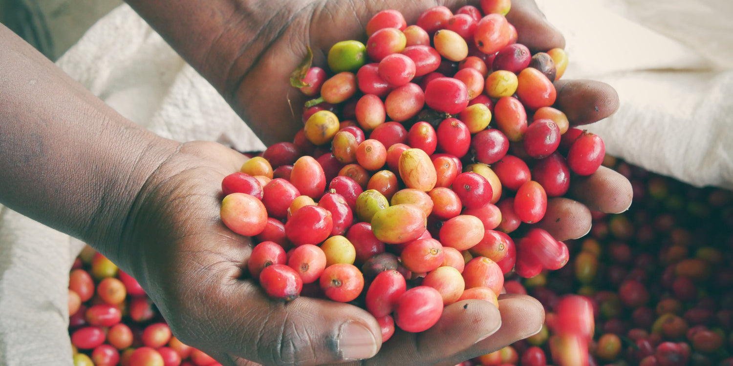 Red Bourbon coffee cherries ready for harvest