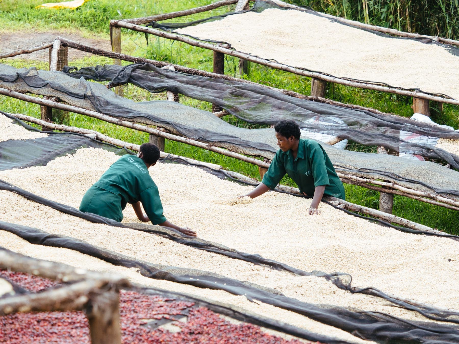 Two individuals working with coffee beans on raised tables