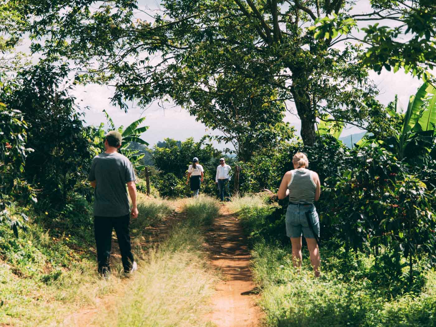 San Juanillo coffee farm
