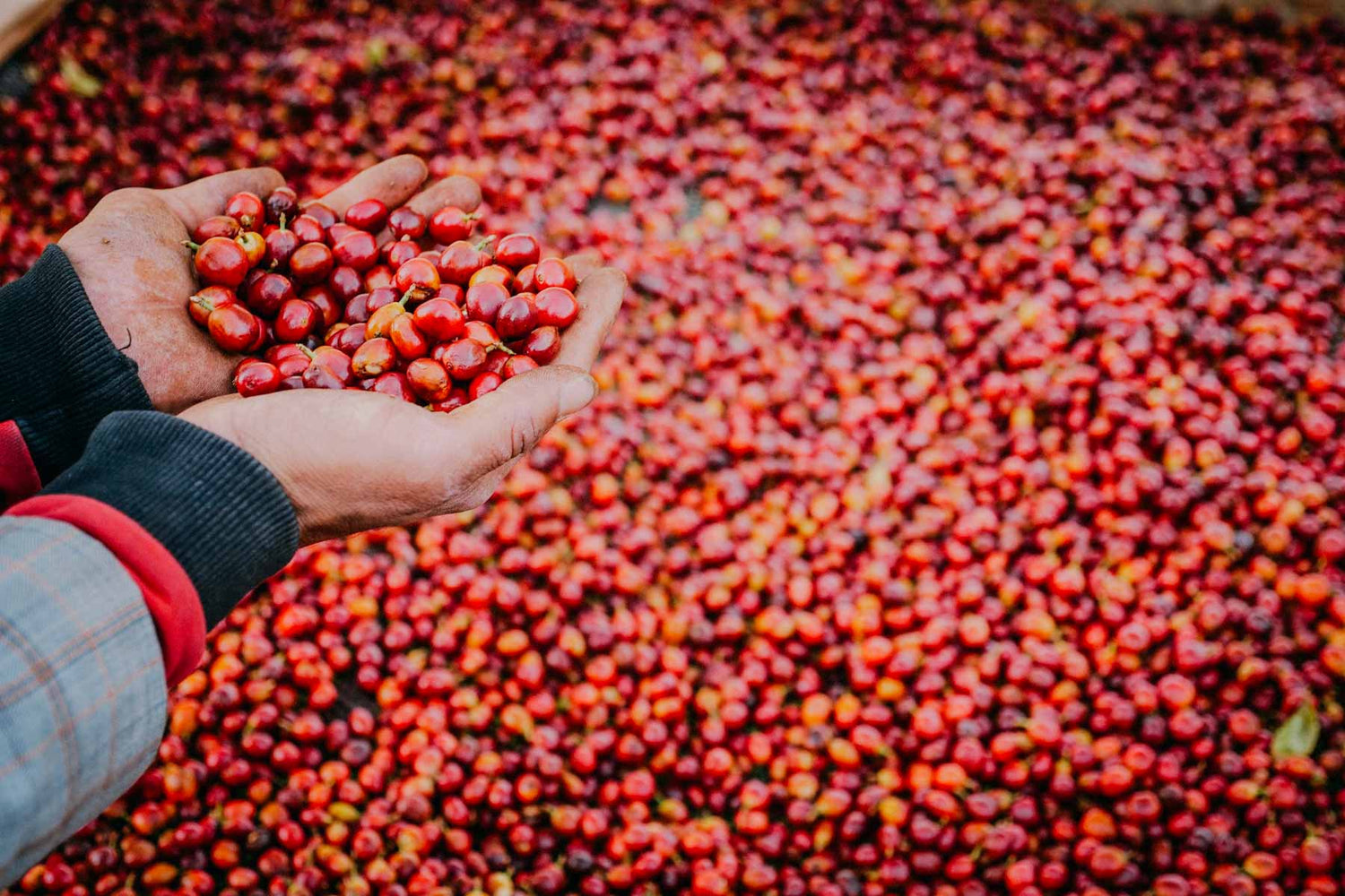 Person holding red coffee berries with a large pile of coffee beans in the background in Yemen