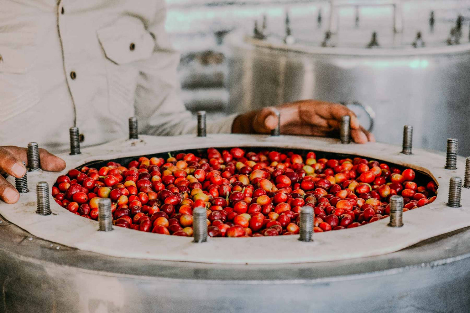 Red coffee cherries from Yemen in a metal container with a person partially visible.